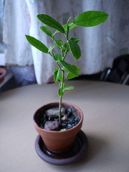 Citrus Limon 2005 - Vejtaha