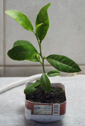 Citrus limon vejtaha 2005 - řízek 5 měsíců po zasazení
